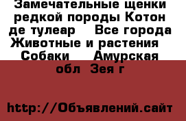 Замечательные щенки редкой породы Котон де тулеар  - Все города Животные и растения » Собаки   . Амурская обл.,Зея г.